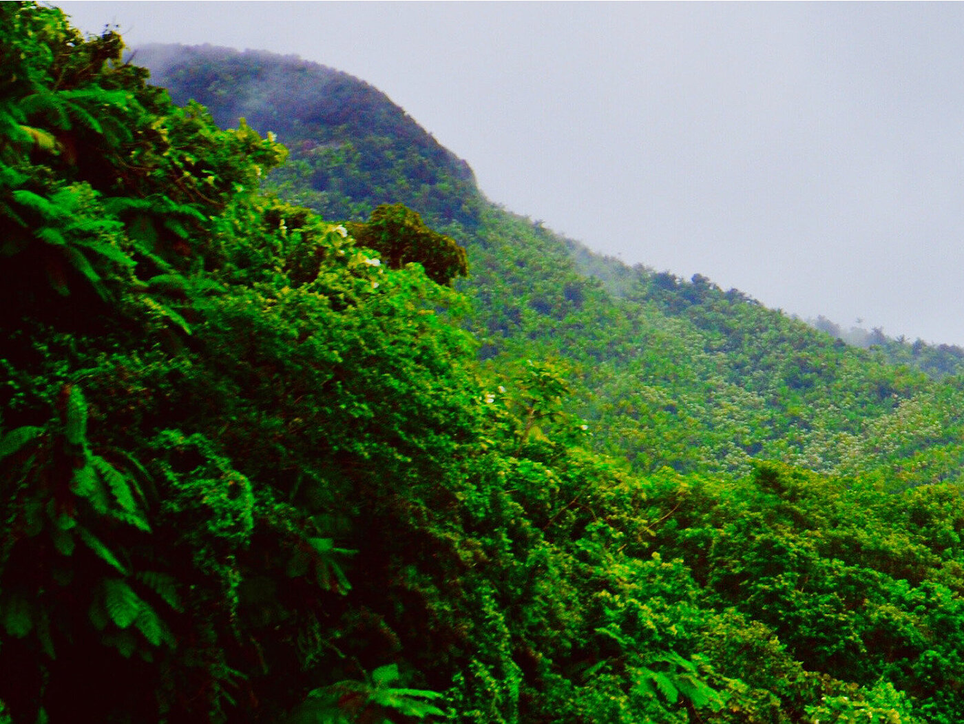 Ein Bild auf dem eine große Waldflächezu sehen ist.