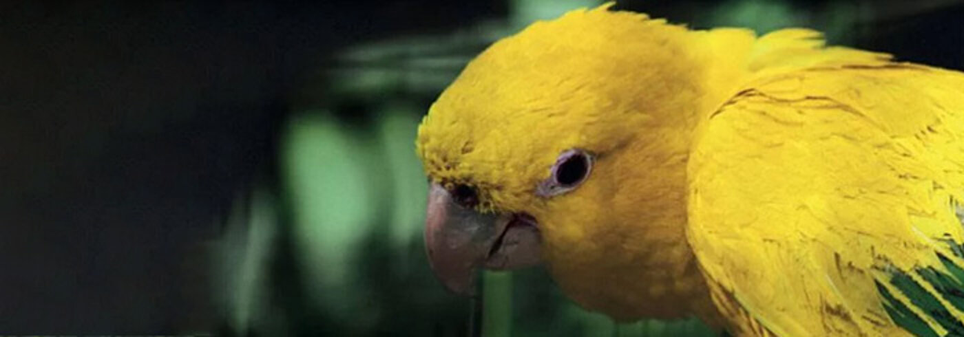 Der Kopf eines gelben Papageis